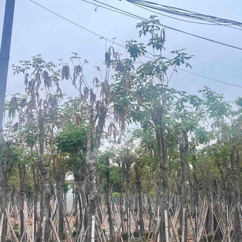 黄花风铃木基地直销规格齐全欢迎老板来电咨询合作