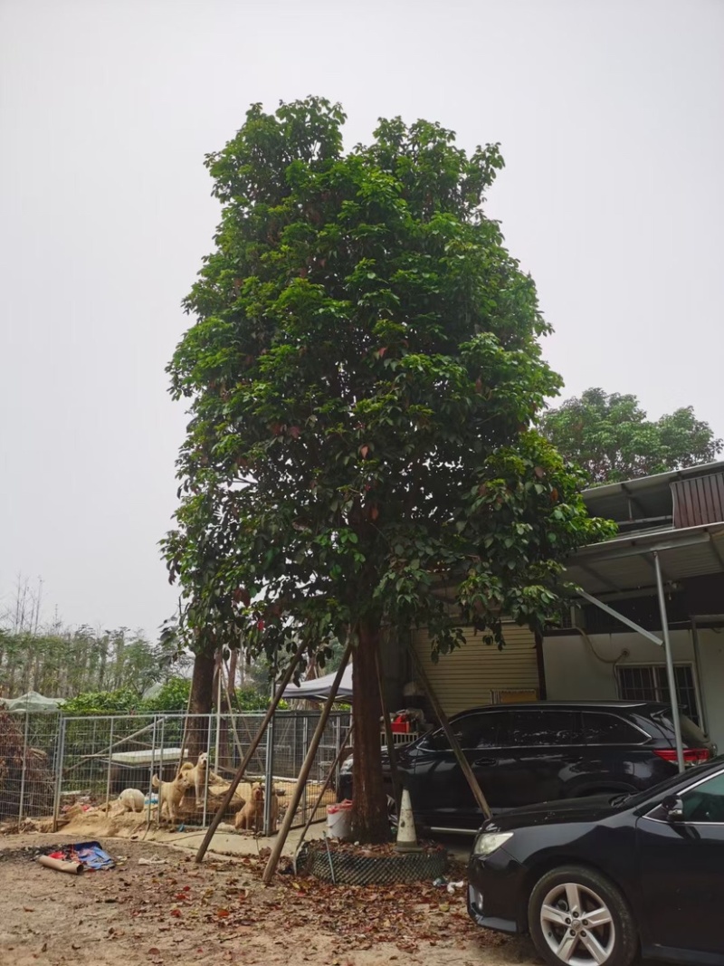 秋枫树基地直销规格齐全欢迎老板来电咨询合作