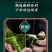 嘉兴粽子蜜枣粽子多口味批发
