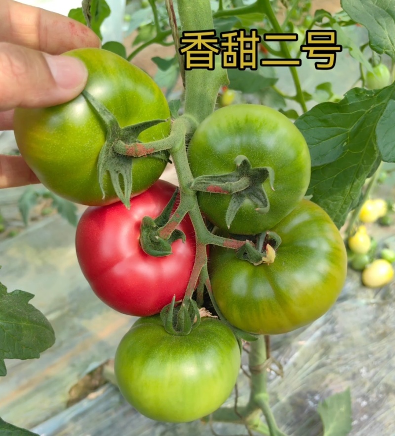 草莓西红柿苗抗病好高产口感好糖度高品质好
