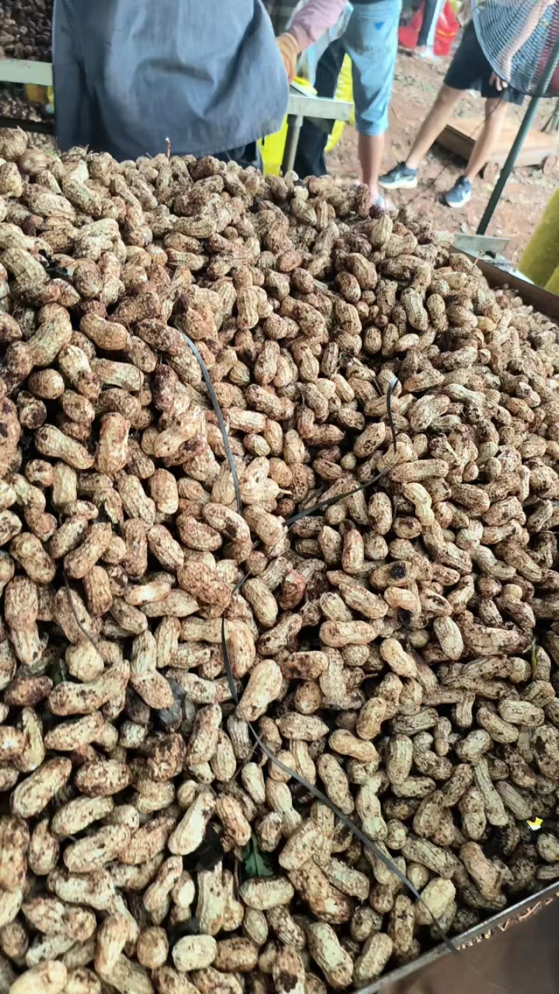 精品白花生大量供应产地直发一手货源量大从优