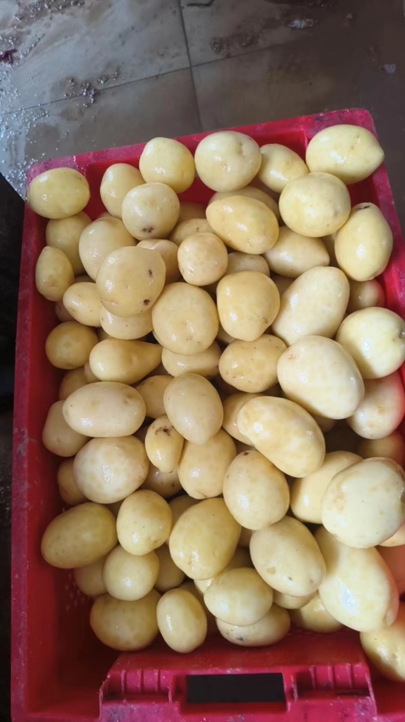 小土豆黄心，1-3，2两以下都有，欢迎老板前来合作