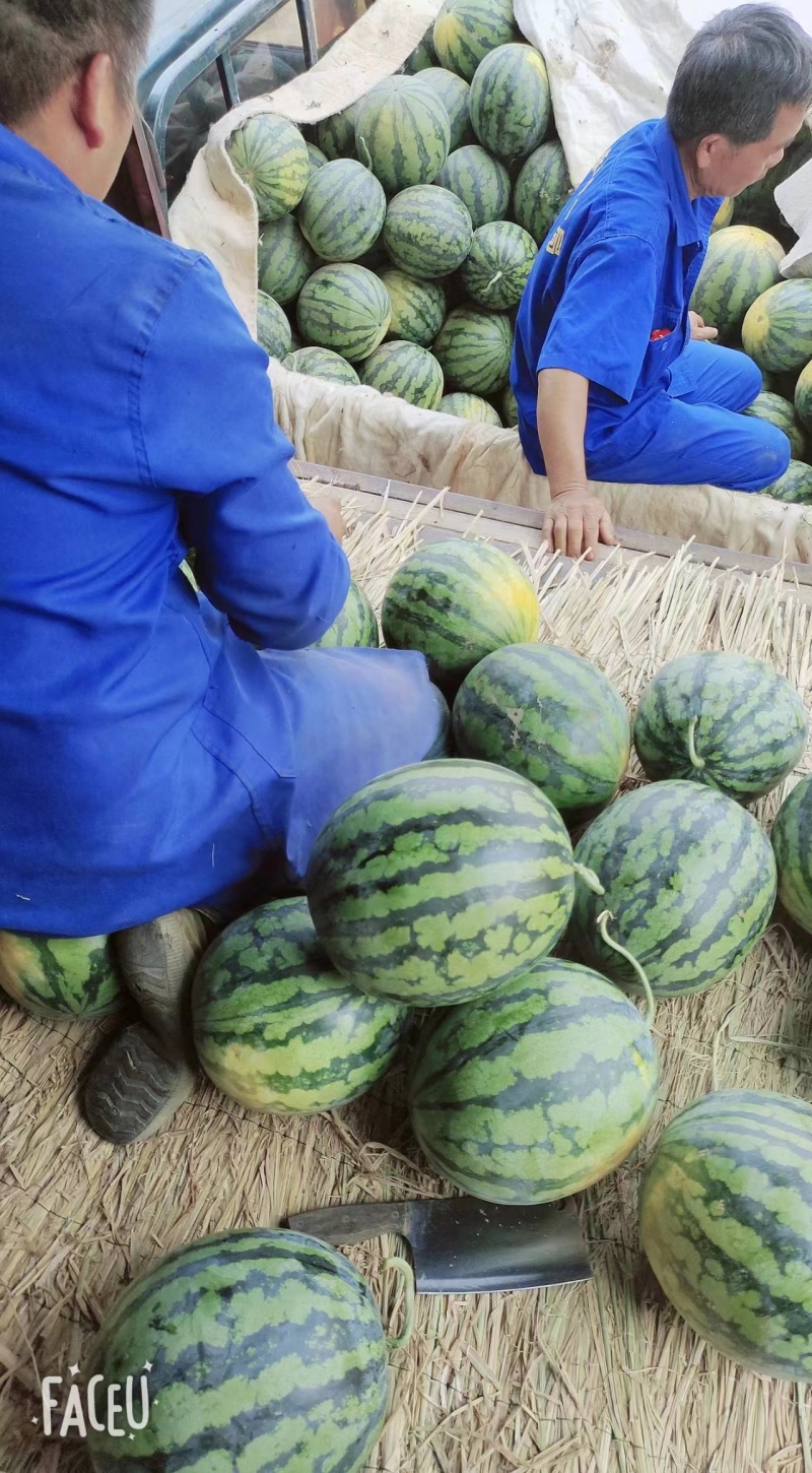 [热卖]西瓜甜王西瓜大量上市可供市场电商平台