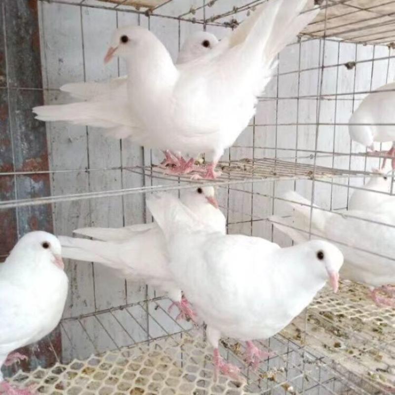 农家自养白羽王种鸽白色肉鸽白色广场鸽预备种鸽白色青年鸽乳
