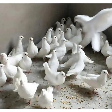 农家自养白羽王种鸽白色肉鸽白色广场鸽预备种鸽白色青年鸽乳