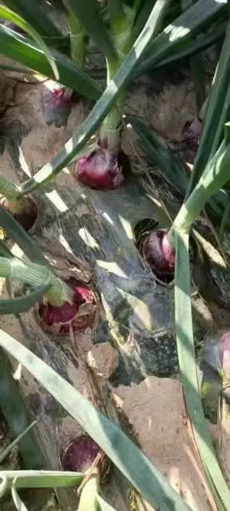 红洋葱南阳洋葱产地批发规格齐全支持视频看货代发