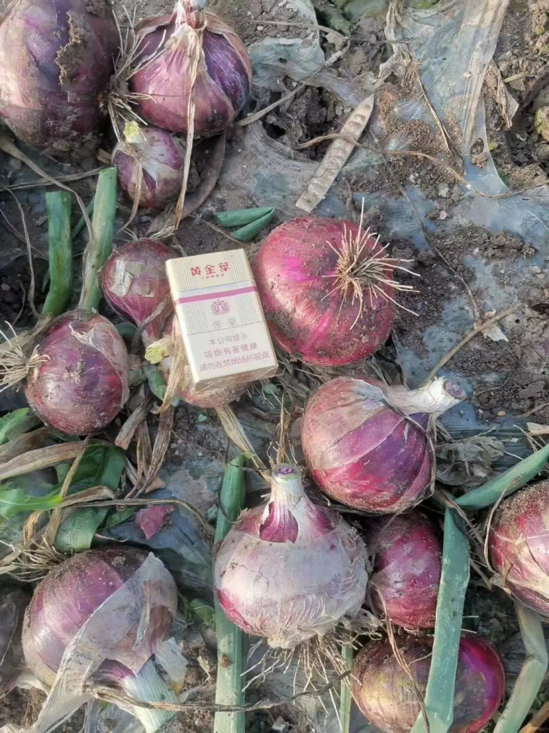 红洋葱南阳洋葱产地批发规格齐全支持视频看货代发