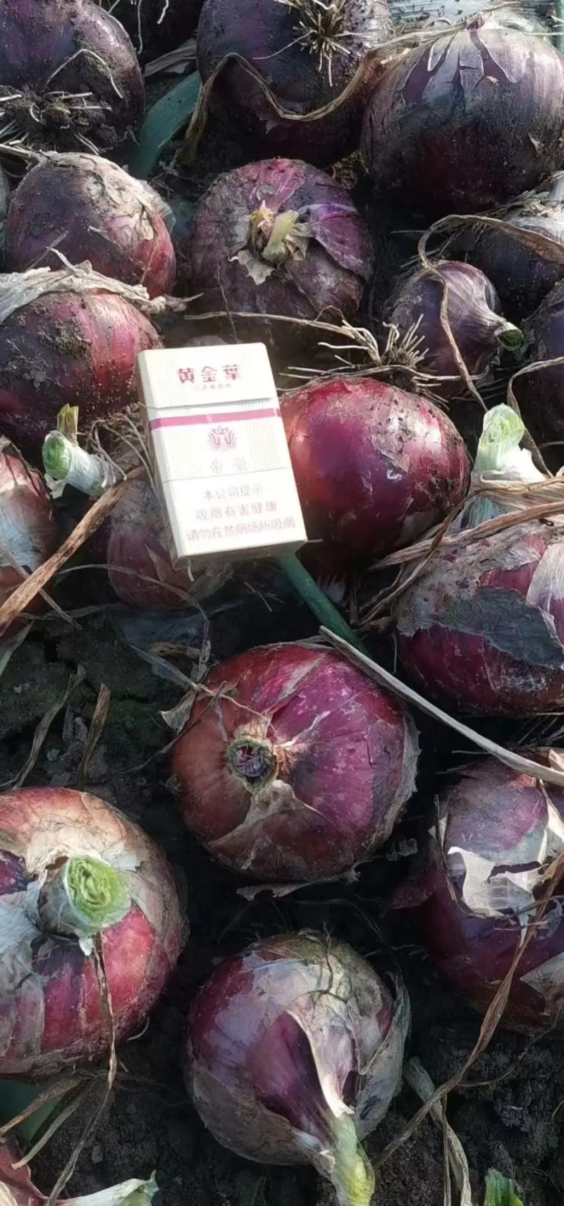 红洋葱南阳洋葱产地批发规格齐全支持视频看货代发