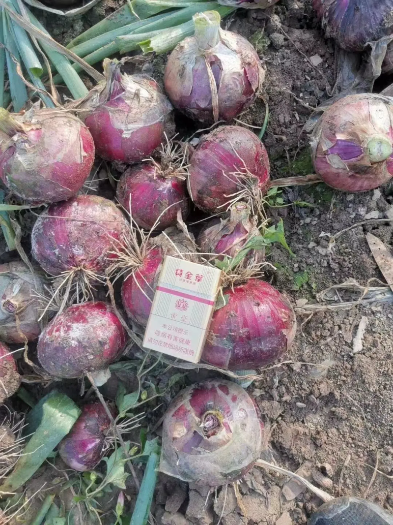 红洋葱南阳洋葱产地批发规格齐全支持视频看货代发