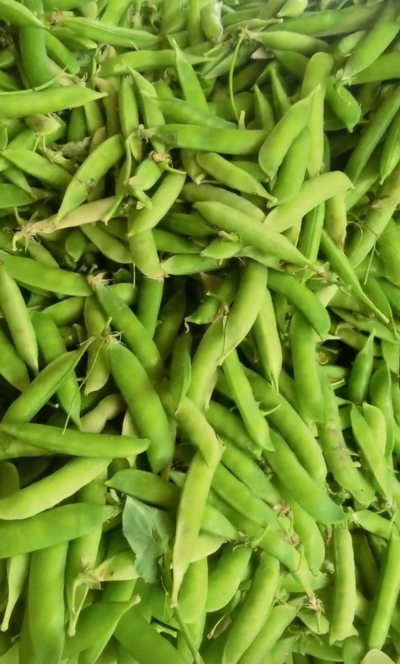 【豌豆】青碗豆新野豌豆产地批发支持代发视频看货