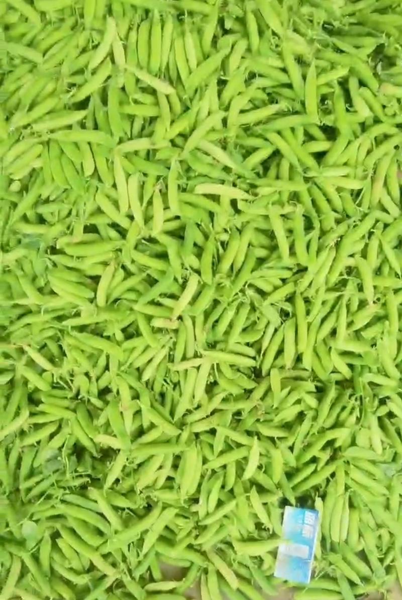 【豌豆】青碗豆新野豌豆产地批发支持代发视频看货