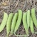 【豌豆】青碗豆新野豌豆产地批发支持代发视频看货