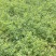 【豌豆】青碗豆新野豌豆产地批发支持代发视频看货