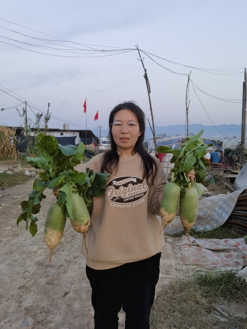 耐热萝卜种子箐莹8号夏播杂交秋青头萝卜露头青萝卜籽蔬菜种子孑