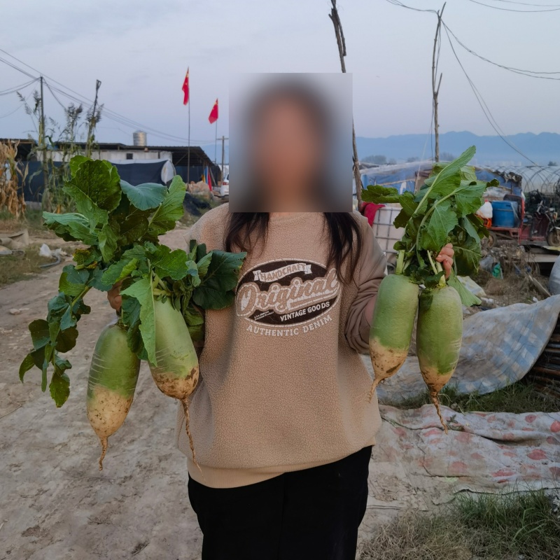 耐热萝卜种子箐莹8号夏播杂交秋青头萝卜露头青萝卜籽蔬菜种子孑