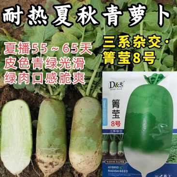 耐热萝卜种子箐莹8号夏播杂交秋青头萝卜露头青萝卜籽蔬菜种子孑
