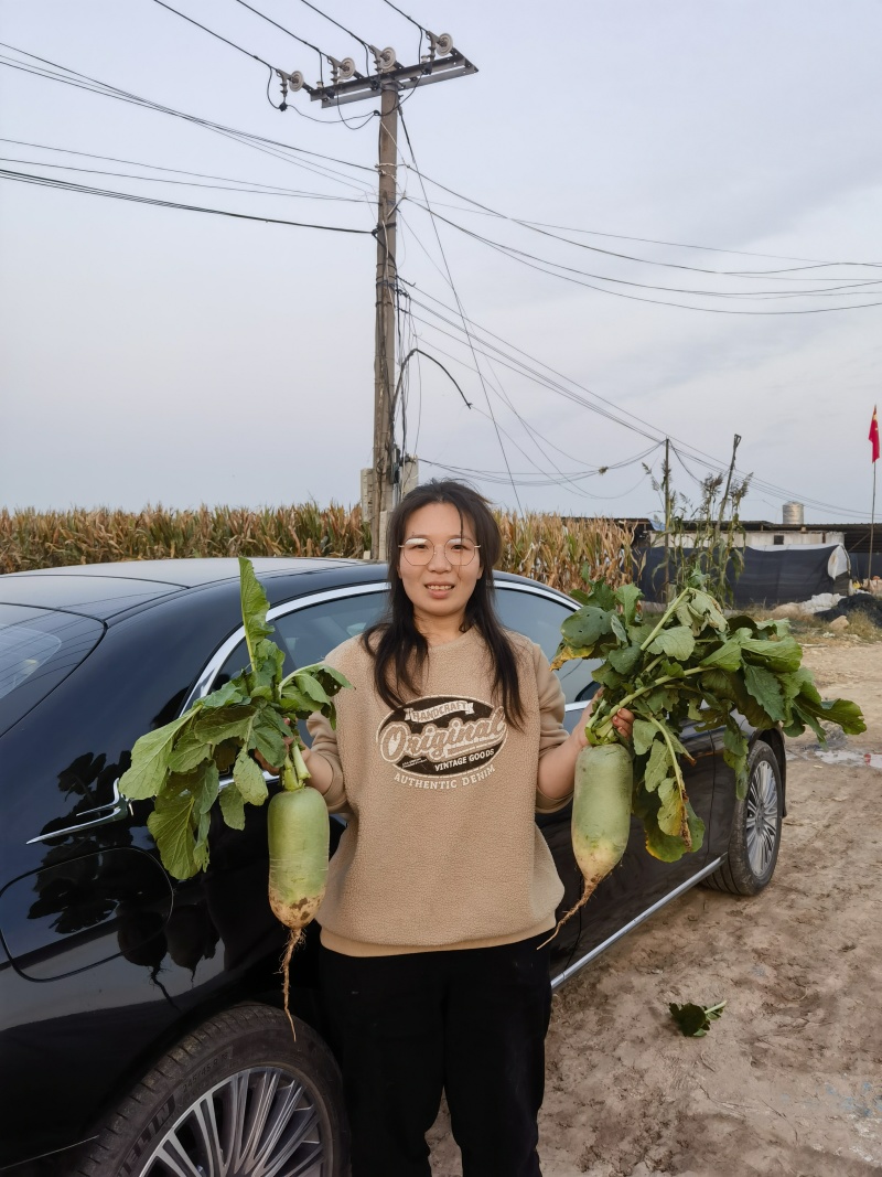 耐热萝卜种子箐莹8号夏播杂交秋青头萝卜露头青萝卜籽蔬菜种子孑