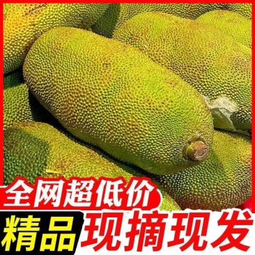海南马来西亚1号黄肉菠萝蜜产地直发品质保证欢迎咨询合作