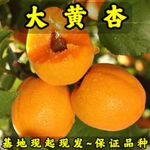 大黄杏树苗产地现起现发东北耐寒新品种杏树苗辽宁果树苗
