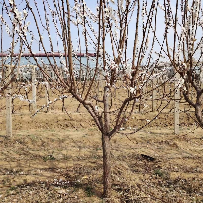 大黄杏树苗产地现起现发东北耐寒新品种杏树苗辽宁果树苗