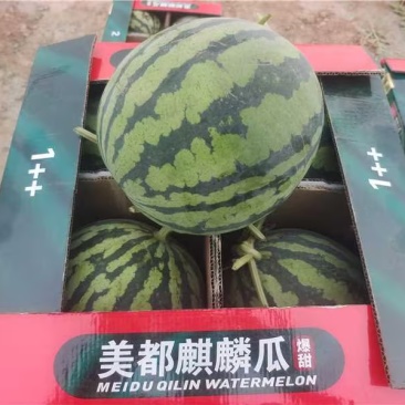 江苏无籽西瓜美都西瓜现摘现发皮薄多汁口感甘甜