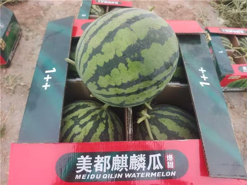江苏无籽西瓜美都西瓜现摘现发皮薄多汁口感甘甜