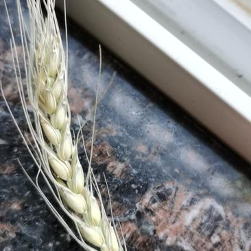 高蛋白质含量的小麦。