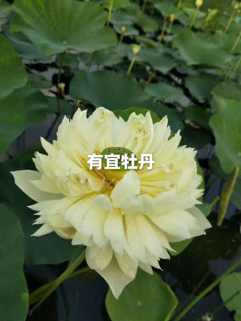 精品荷花品种苗观赏性强价格从优