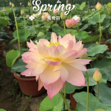 精品荷花品种苗观赏性强价格从优
