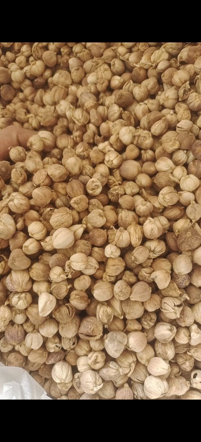 白豆蔻白扣白豆蔻统货大降价产地广西地道药材