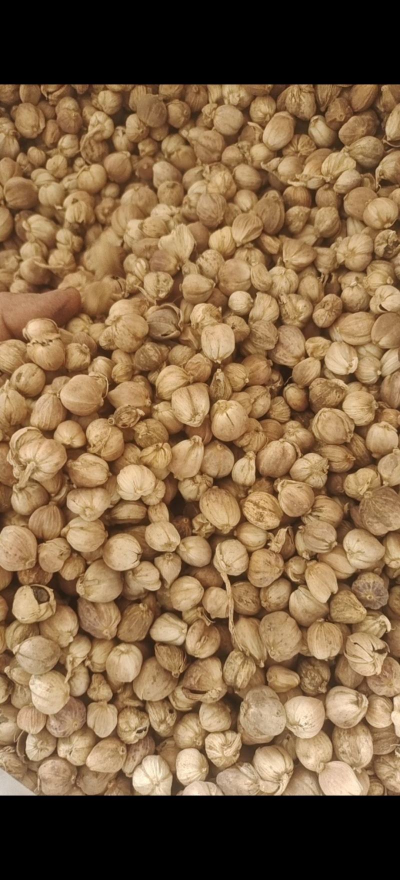 白豆蔻白扣白豆蔻统货大降价产地广西地道药材