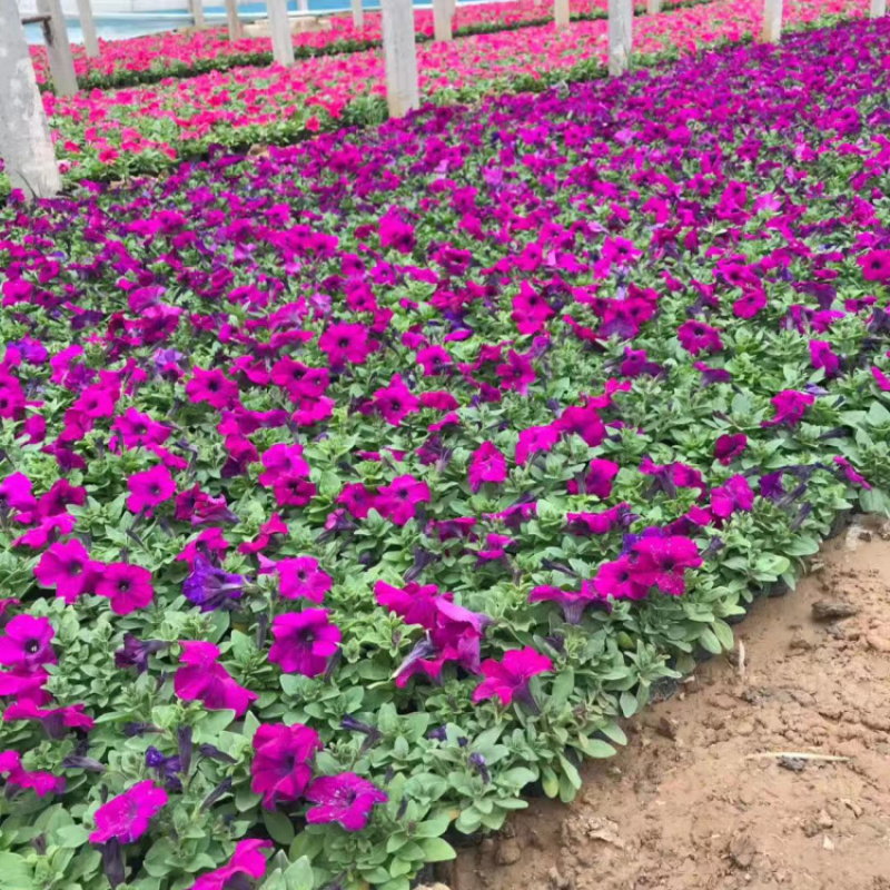 牵牛花