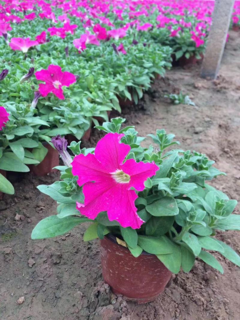牵牛花