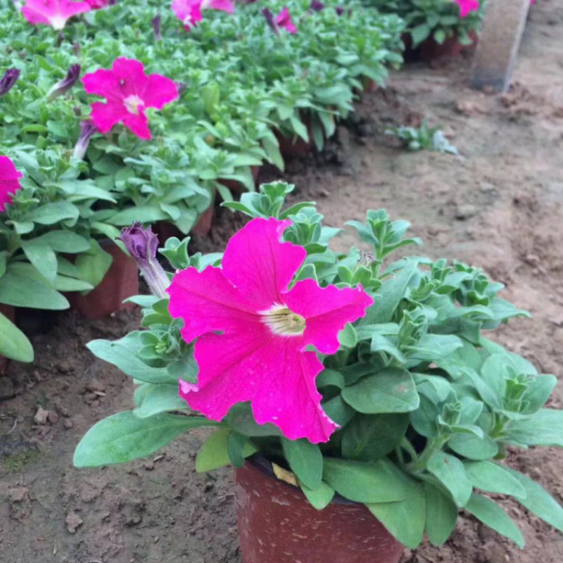 牵牛花