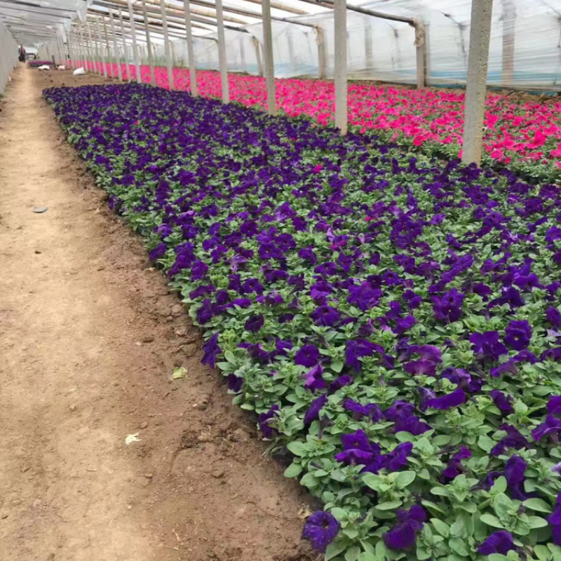 牵牛花