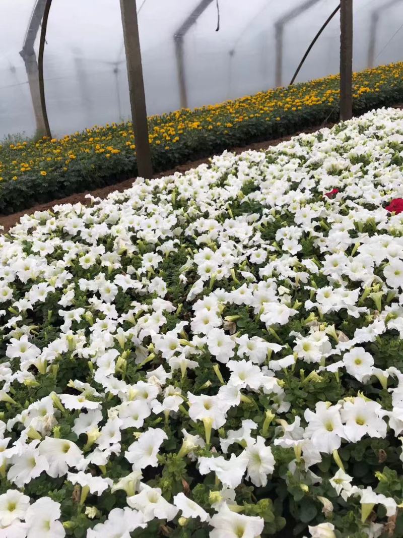 牵牛花