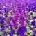 牵牛花