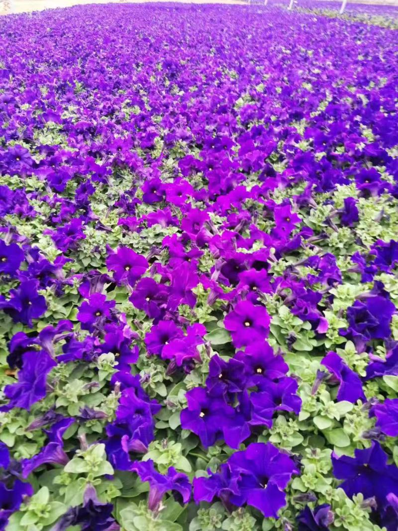 牵牛花
