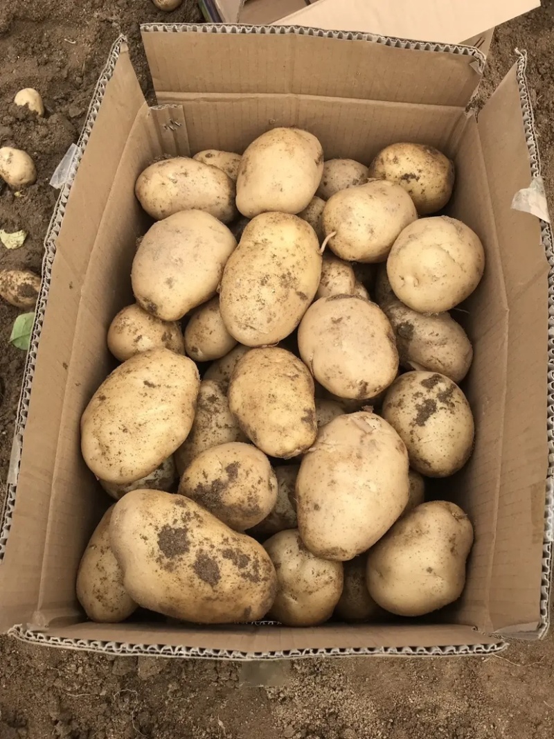 陕西城固县精品沃土5号土豆产地大量上市中欢迎来电咨询
