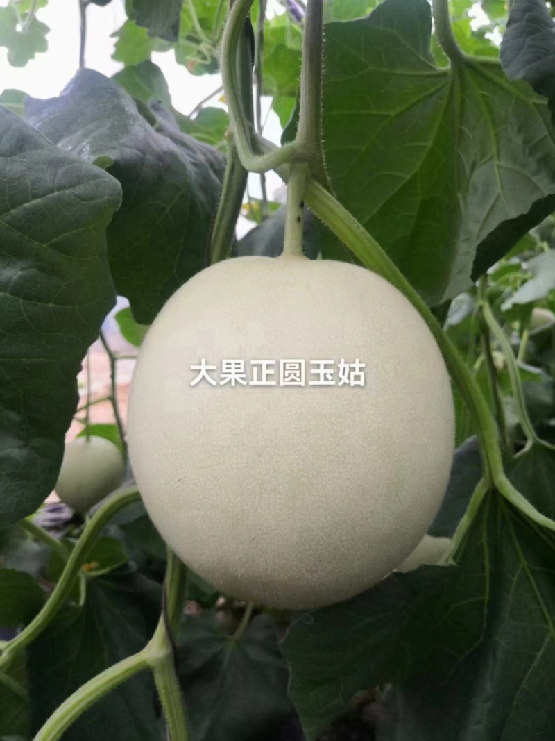 【推荐】冰清玉菇甜瓜大量上市中实力代办可视频看货全国发货