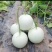 【推荐】冰清玉菇甜瓜大量上市中实力代办可视频看货全国发货