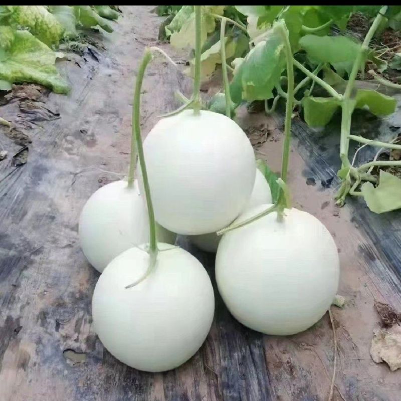 【推荐】冰清玉菇甜瓜大量上市中实力代办可视频看货全国发货