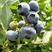 南方畅销蓝莓品种L25蓝莓苗