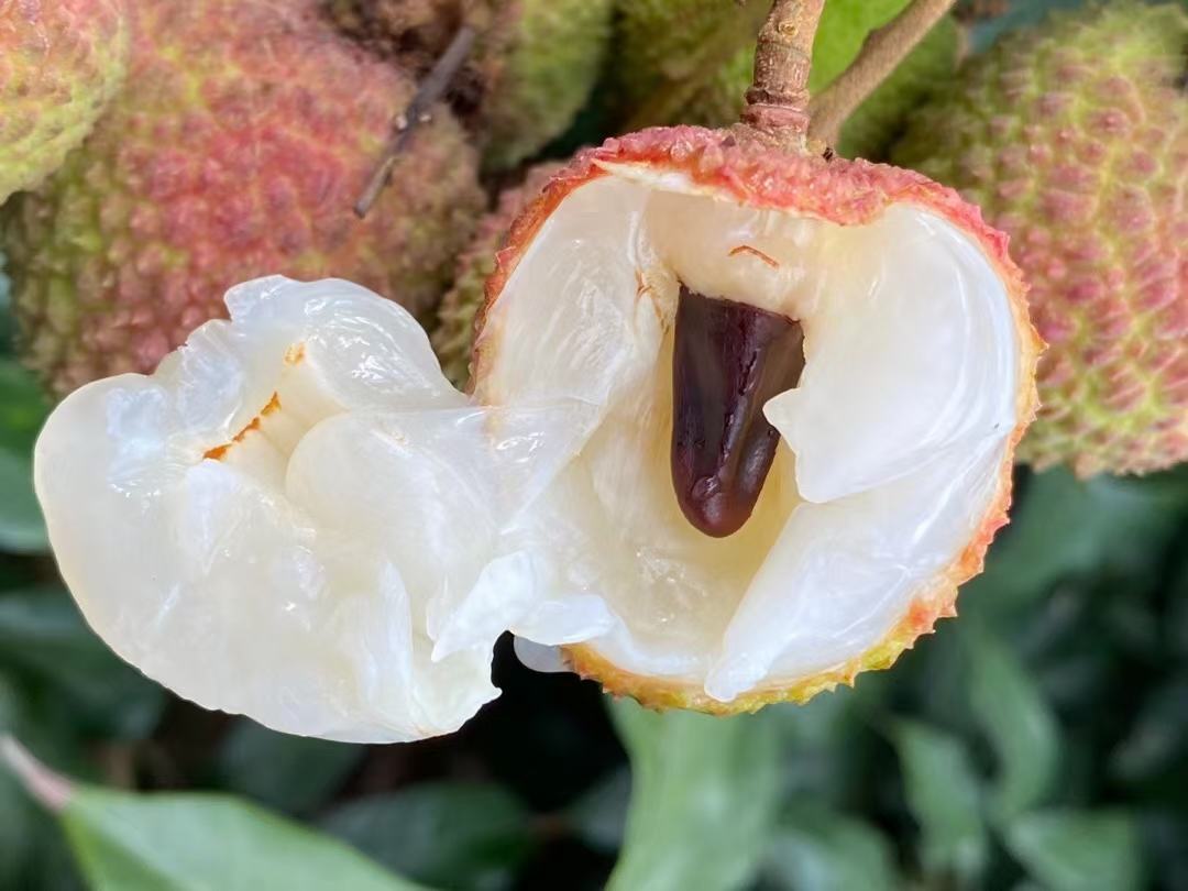 桂味荔枝与其他品种对比图