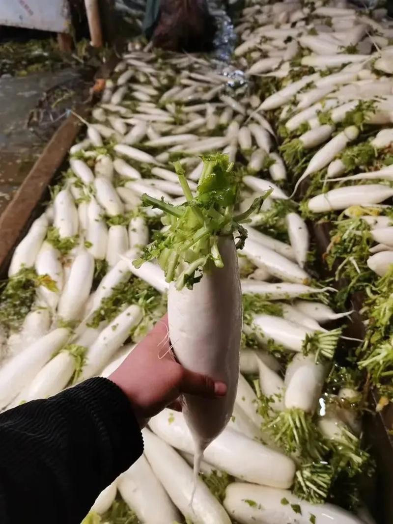 湖北沙洋萝卜基地大量上市白萝卜，规格整齐划一匀称