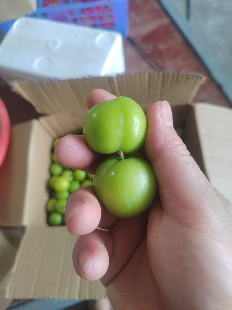 广西三月李早李玫瑰李三华李红心李商品果电商果盐池果大量供应