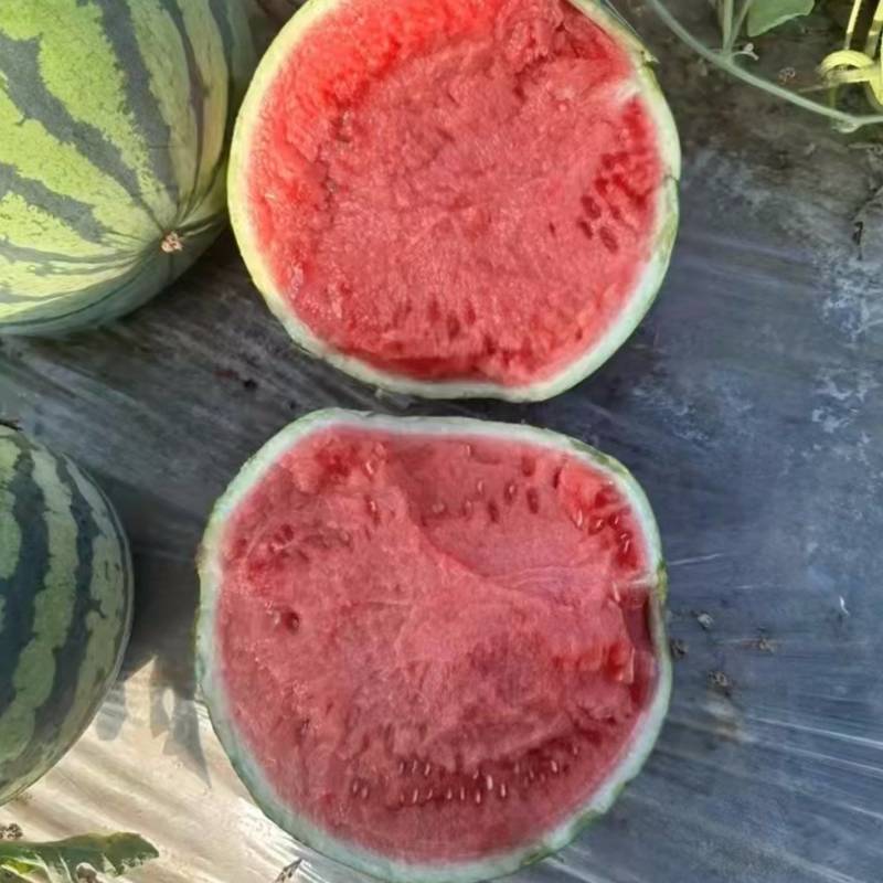 河南商丘夏邑大棚无籽美都已大量上市质量保证一手货源