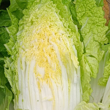 甘肃张掖大娃娃菜大量上市中