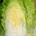甘肃张掖大娃娃菜大量上市中