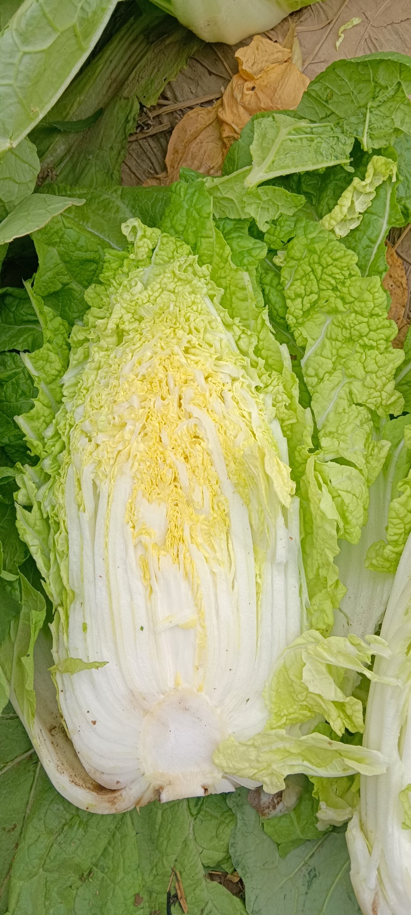 甘肃张掖大娃娃菜大量上市中